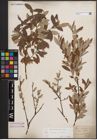Foto von Salix cinerea L. x Salix repens L.